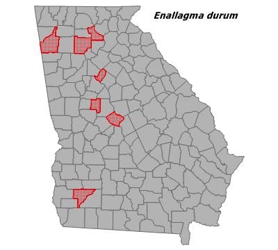 Enallagma durum
(Big Bluet)) Enallagma durum
(Big Bluet))